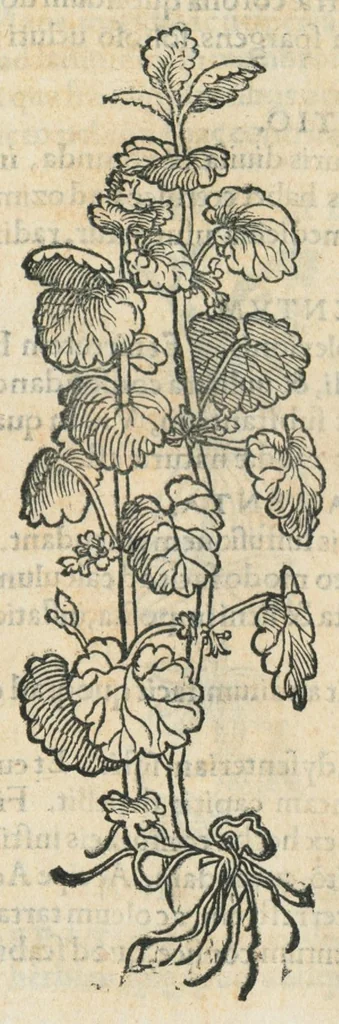 An illustration from Botanicon, continens herbarum, aliorumque simplicium, quorum usus in medicinis est, descriptiones et iconas ad vivum effigiatas : ex praecipuis tam Grecis quam Latinis Authoribus jam recens concinnatum ; Additis etiam, quae Neotericorum obseruationes & experientiae uel comprobarunt denuo, uel nuper inuenerunt/ Avt. Theodorico Dorstenio Medico., 1540, leaf 311