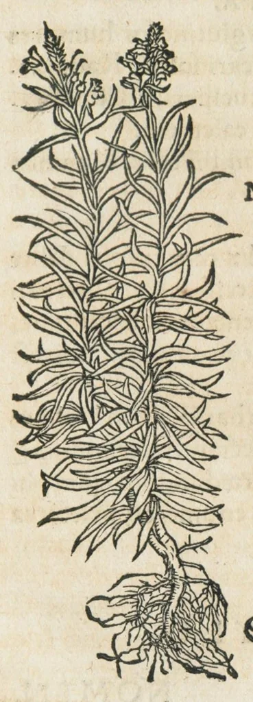 An illustration from Botanicon, continens herbarum, aliorumque simplicium, quorum usus in medicinis est, descriptiones et iconas ad vivum effigiatas : ex praecipuis tam Grecis quam Latinis Authoribus jam recens concinnatum ; Additis etiam, quae Neotericorum obseruationes & experientiae uel comprobarunt denuo, uel nuper inuenerunt/ Avt. Theodorico Dorstenio Medico., 1540, leaf 319