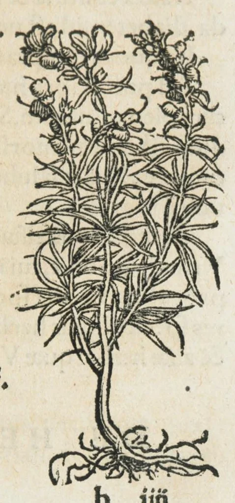 An illustration from Botanicon, continens herbarum, aliorumque simplicium, quorum usus in medicinis est, descriptiones et iconas ad vivum effigiatas : ex praecipuis tam Grecis quam Latinis Authoribus jam recens concinnatum ; Additis etiam, quae Neotericorum obseruationes & experientiae uel comprobarunt denuo, uel nuper inuenerunt/ Avt. Theodorico Dorstenio Medico., 1540, leaf 319