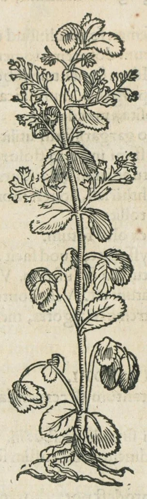 An illustration from Botanicon, continens herbarum, aliorumque simplicium, quorum usus in medicinis est, descriptiones et iconas ad vivum effigiatas : ex praecipuis tam Grecis quam Latinis Authoribus jam recens concinnatum ; Additis etiam, quae Neotericorum obseruationes & experientiae uel comprobarunt denuo, uel nuper inuenerunt/ Avt. Theodorico Dorstenio Medico., 1540, leaf 334
