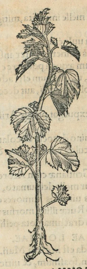 An illustration from Botanicon, continens herbarum, aliorumque simplicium, quorum usus in medicinis est, descriptiones et iconas ad vivum effigiatas : ex praecipuis tam Grecis quam Latinis Authoribus jam recens concinnatum ; Additis etiam, quae Neotericorum obseruationes & experientiae uel comprobarunt denuo, uel nuper inuenerunt/ Avt. Theodorico Dorstenio Medico., 1540, leaf 34