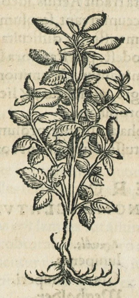 An illustration from Botanicon, continens herbarum, aliorumque simplicium, quorum usus in medicinis est, descriptiones et iconas ad vivum effigiatas : ex praecipuis tam Grecis quam Latinis Authoribus jam recens concinnatum ; Additis etiam, quae Neotericorum obseruationes & experientiae uel comprobarunt denuo, uel nuper inuenerunt/ Avt. Theodorico Dorstenio Medico., 1540, leaf 341