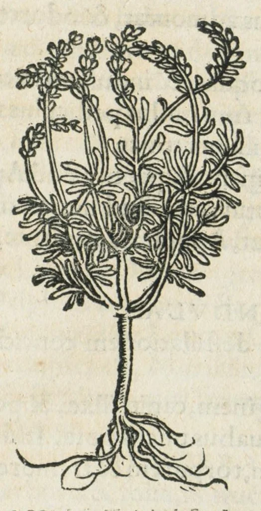 An illustration from Botanicon, continens herbarum, aliorumque simplicium, quorum usus in medicinis est, descriptiones et iconas ad vivum effigiatas : ex praecipuis tam Grecis quam Latinis Authoribus jam recens concinnatum ; Additis etiam, quae Neotericorum obseruationes & experientiae uel comprobarunt denuo, uel nuper inuenerunt/ Avt. Theodorico Dorstenio Medico., 1540, leaf 351