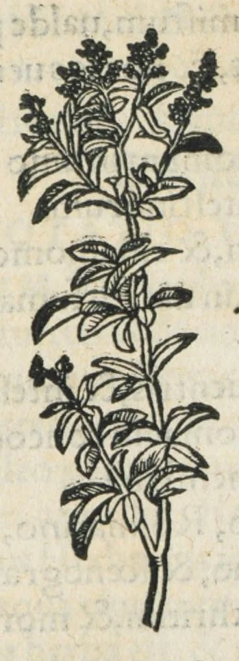 An illustration from Botanicon, continens herbarum, aliorumque simplicium, quorum usus in medicinis est, descriptiones et iconas ad vivum effigiatas : ex praecipuis tam Grecis quam Latinis Authoribus jam recens concinnatum ; Additis etiam, quae Neotericorum obseruationes & experientiae uel comprobarunt denuo, uel nuper inuenerunt/ Avt. Theodorico Dorstenio Medico., 1540, leaf 360