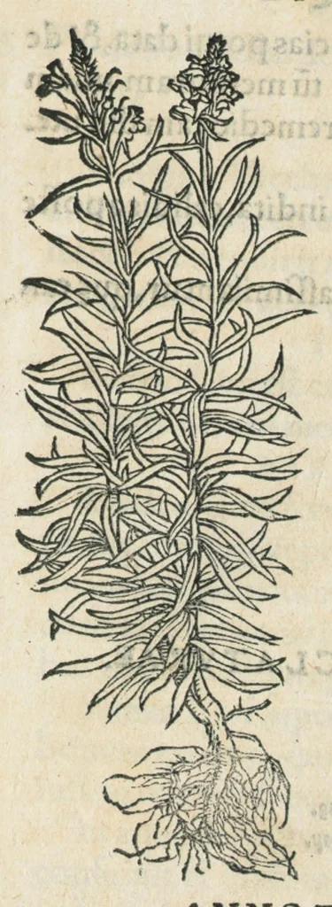 An illustration from Botanicon, continens herbarum, aliorumque simplicium, quorum usus in medicinis est, descriptiones et iconas ad vivum effigiatas : ex praecipuis tam Grecis quam Latinis Authoribus jam recens concinnatum ; Additis etiam, quae Neotericorum obseruationes & experientiae uel comprobarunt denuo, uel nuper inuenerunt/ Avt. Theodorico Dorstenio Medico., 1540, leaf 369