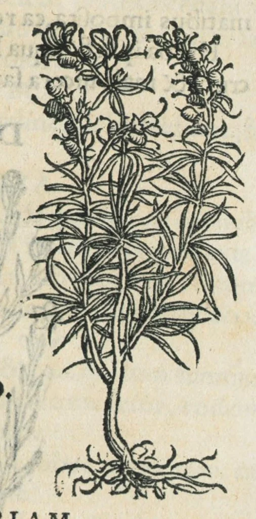 An illustration from Botanicon, continens herbarum, aliorumque simplicium, quorum usus in medicinis est, descriptiones et iconas ad vivum effigiatas : ex praecipuis tam Grecis quam Latinis Authoribus jam recens concinnatum ; Additis etiam, quae Neotericorum obseruationes & experientiae uel comprobarunt denuo, uel nuper inuenerunt/ Avt. Theodorico Dorstenio Medico., 1540, leaf 369