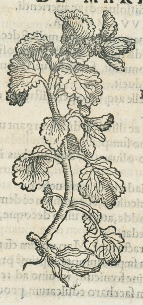 An illustration from Botanicon, continens herbarum, aliorumque simplicium, quorum usus in medicinis est, descriptiones et iconas ad vivum effigiatas : ex praecipuis tam Grecis quam Latinis Authoribus jam recens concinnatum ; Additis etiam, quae Neotericorum obseruationes & experientiae uel comprobarunt denuo, uel nuper inuenerunt/ Avt. Theodorico Dorstenio Medico., 1540, leaf 387
