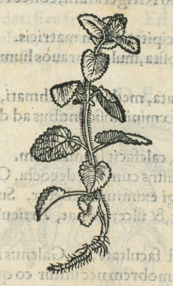An illustration from Botanicon, continens herbarum, aliorumque simplicium, quorum usus in medicinis est, descriptiones et iconas ad vivum effigiatas : ex praecipuis tam Grecis quam Latinis Authoribus jam recens concinnatum ; Additis etiam, quae Neotericorum obseruationes & experientiae uel comprobarunt denuo, uel nuper inuenerunt/ Avt. Theodorico Dorstenio Medico., 1540, leaf 395