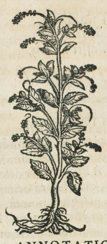 An illustration from Botanicon, continens herbarum, aliorumque simplicium, quorum usus in medicinis est, descriptiones et iconas ad vivum effigiatas : ex praecipuis tam Grecis quam Latinis Authoribus jam recens concinnatum ; Additis etiam, quae Neotericorum obseruationes & experientiae uel comprobarunt denuo, uel nuper inuenerunt/ Avt. Theodorico Dorstenio Medico., 1540, leaf 402