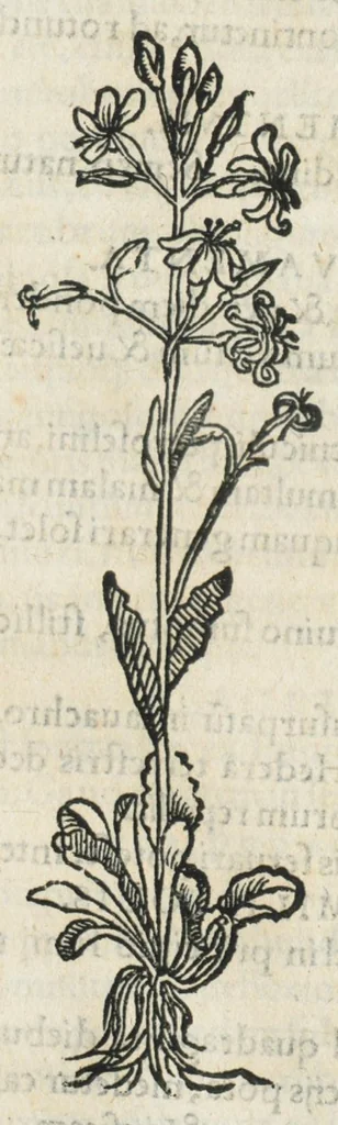 An illustration from Botanicon, continens herbarum, aliorumque simplicium, quorum usus in medicinis est, descriptiones et iconas ad vivum effigiatas : ex praecipuis tam Grecis quam Latinis Authoribus jam recens concinnatum ; Additis etiam, quae Neotericorum obseruationes & experientiae uel comprobarunt denuo, uel nuper inuenerunt/ Avt. Theodorico Dorstenio Medico., 1540, leaf 407