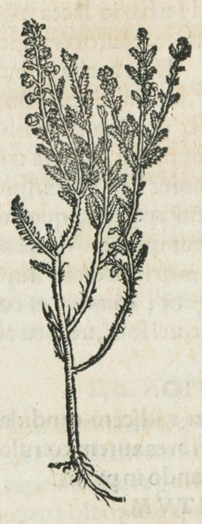 An illustration from Botanicon, continens herbarum, aliorumque simplicium, quorum usus in medicinis est, descriptiones et iconas ad vivum effigiatas : ex praecipuis tam Grecis quam Latinis Authoribus jam recens concinnatum ; Additis etiam, quae Neotericorum obseruationes & experientiae uel comprobarunt denuo, uel nuper inuenerunt/ Avt. Theodorico Dorstenio Medico., 1540, leaf 414