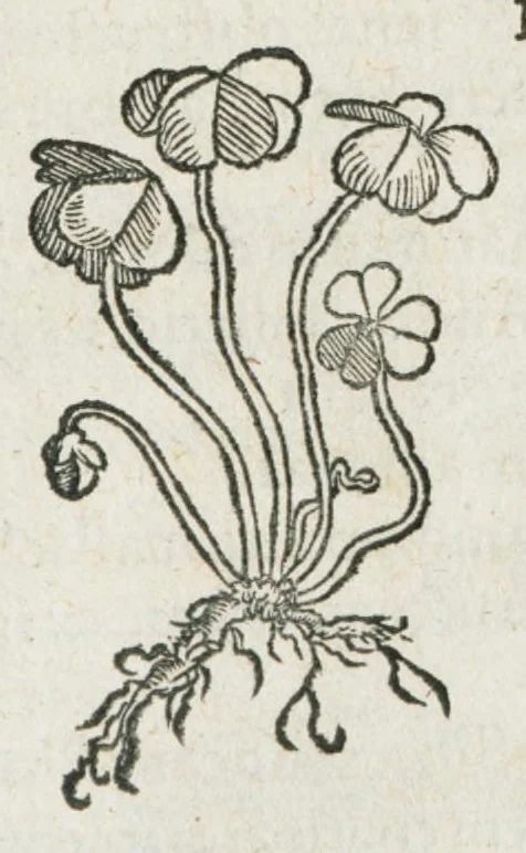 An illustration from Botanicon, continens herbarum, aliorumque simplicium, quorum usus in medicinis est, descriptiones et iconas ad vivum effigiatas : ex praecipuis tam Grecis quam Latinis Authoribus jam recens concinnatum ; Additis etiam, quae Neotericorum obseruationes & experientiae uel comprobarunt denuo, uel nuper inuenerunt/ Avt. Theodorico Dorstenio Medico., 1540, leaf 42