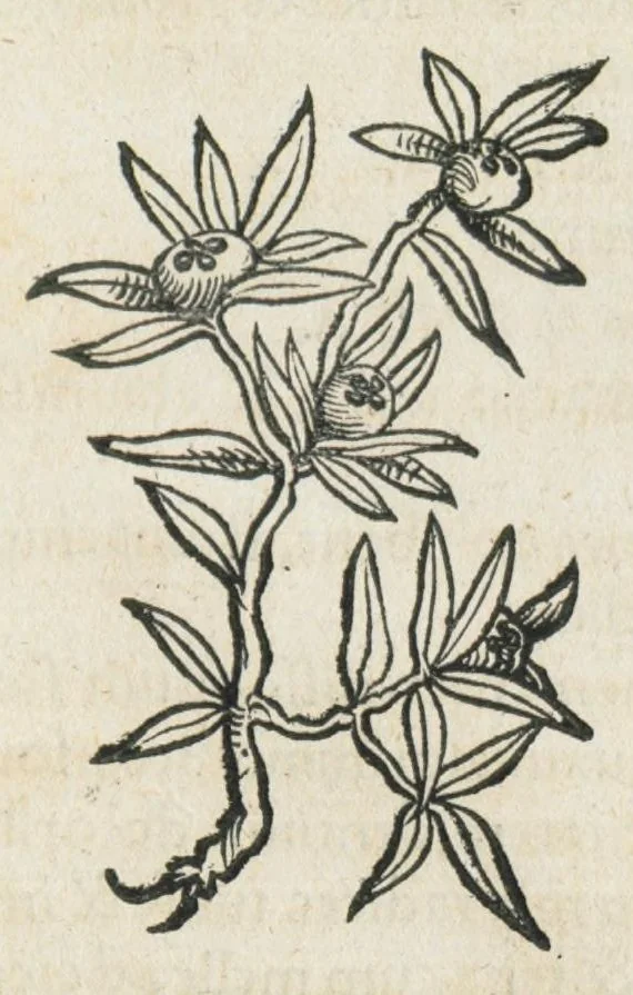 An illustration from Botanicon, continens herbarum, aliorumque simplicium, quorum usus in medicinis est, descriptiones et iconas ad vivum effigiatas : ex praecipuis tam Grecis quam Latinis Authoribus jam recens concinnatum ; Additis etiam, quae Neotericorum obseruationes & experientiae uel comprobarunt denuo, uel nuper inuenerunt/ Avt. Theodorico Dorstenio Medico., 1540, leaf 423