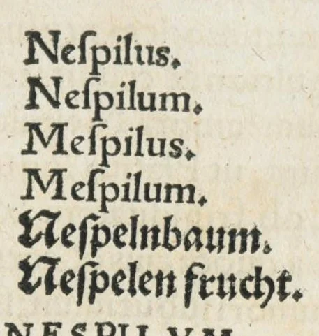 An illustration from Botanicon, continens herbarum, aliorumque simplicium, quorum usus in medicinis est, descriptiones et iconas ad vivum effigiatas : ex praecipuis tam Grecis quam Latinis Authoribus jam recens concinnatum ; Additis etiam, quae Neotericorum obseruationes & experientiae uel comprobarunt denuo, uel nuper inuenerunt/ Avt. Theodorico Dorstenio Medico., 1540, leaf 423