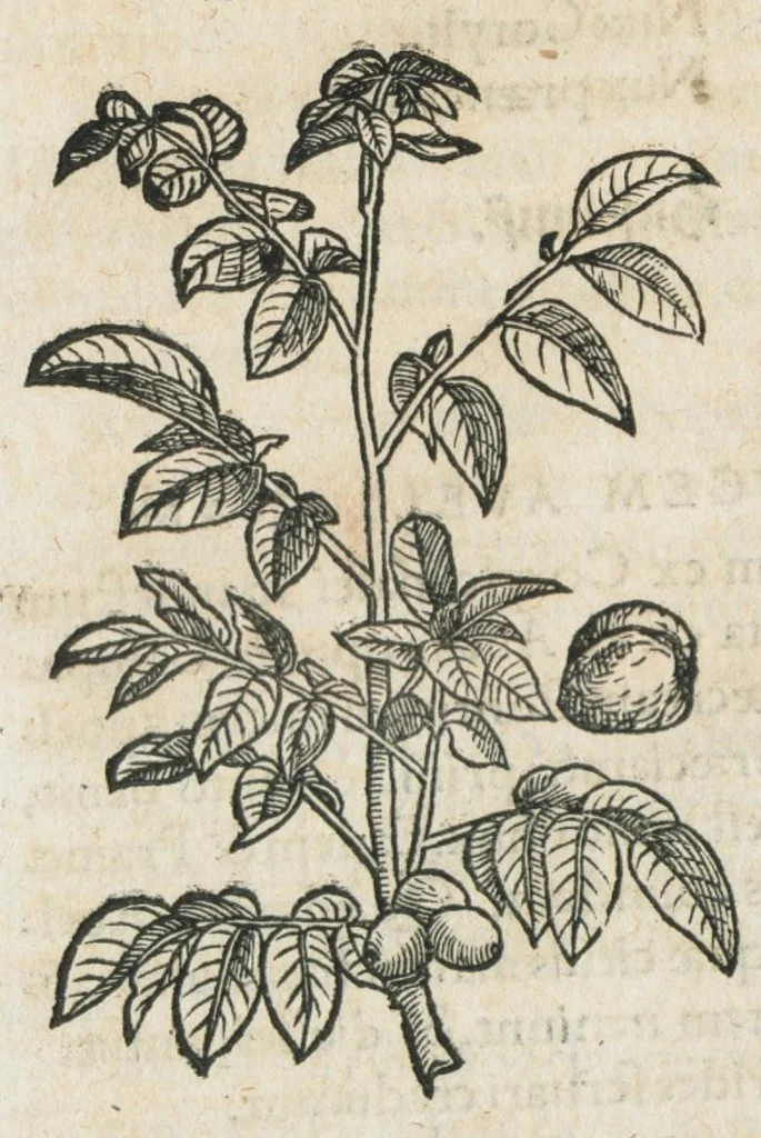 An illustration from Botanicon, continens herbarum, aliorumque simplicium, quorum usus in medicinis est, descriptiones et iconas ad vivum effigiatas : ex praecipuis tam Grecis quam Latinis Authoribus jam recens concinnatum ; Additis etiam, quae Neotericorum obseruationes & experientiae uel comprobarunt denuo, uel nuper inuenerunt/ Avt. Theodorico Dorstenio Medico., 1540, leaf 428