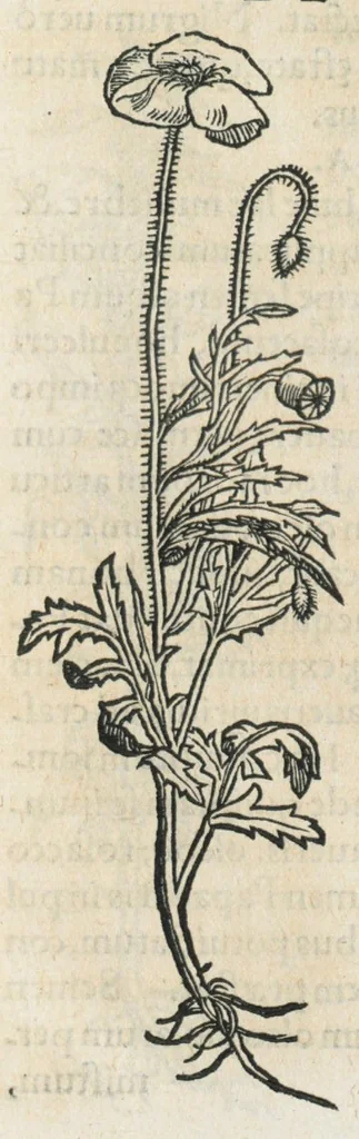 An illustration from Botanicon, continens herbarum, aliorumque simplicium, quorum usus in medicinis est, descriptiones et iconas ad vivum effigiatas : ex praecipuis tam Grecis quam Latinis Authoribus jam recens concinnatum ; Additis etiam, quae Neotericorum obseruationes & experientiae uel comprobarunt denuo, uel nuper inuenerunt/ Avt. Theodorico Dorstenio Medico., 1540, leaf 441