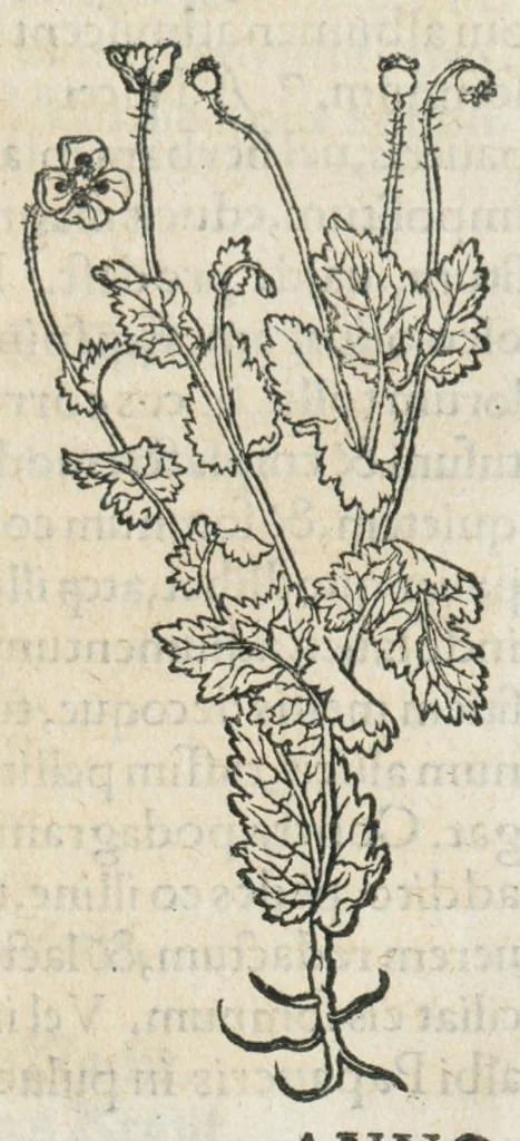 An illustration from Botanicon, continens herbarum, aliorumque simplicium, quorum usus in medicinis est, descriptiones et iconas ad vivum effigiatas : ex praecipuis tam Grecis quam Latinis Authoribus jam recens concinnatum ; Additis etiam, quae Neotericorum obseruationes & experientiae uel comprobarunt denuo, uel nuper inuenerunt/ Avt. Theodorico Dorstenio Medico., 1540, leaf 441