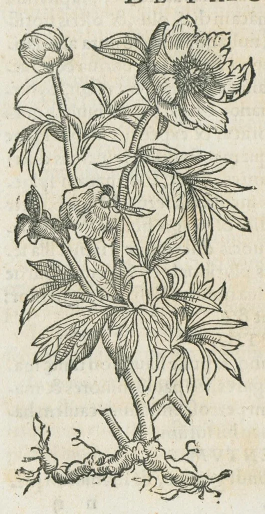 An illustration from Botanicon, continens herbarum, aliorumque simplicium, quorum usus in medicinis est, descriptiones et iconas ad vivum effigiatas : ex praecipuis tam Grecis quam Latinis Authoribus jam recens concinnatum ; Additis etiam, quae Neotericorum obseruationes & experientiae uel comprobarunt denuo, uel nuper inuenerunt/ Avt. Theodorico Dorstenio Medico., 1540, leaf 448