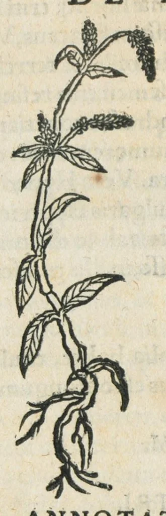 An illustration from Botanicon, continens herbarum, aliorumque simplicium, quorum usus in medicinis est, descriptiones et iconas ad vivum effigiatas : ex praecipuis tam Grecis quam Latinis Authoribus jam recens concinnatum ; Additis etiam, quae Neotericorum obseruationes & experientiae uel comprobarunt denuo, uel nuper inuenerunt/ Avt. Theodorico Dorstenio Medico., 1540, leaf 456