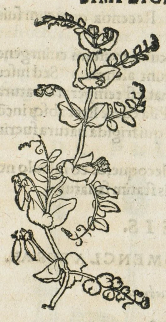 An illustration from Botanicon, continens herbarum, aliorumque simplicium, quorum usus in medicinis est, descriptiones et iconas ad vivum effigiatas : ex praecipuis tam Grecis quam Latinis Authoribus jam recens concinnatum ; Additis etiam, quae Neotericorum obseruationes & experientiae uel comprobarunt denuo, uel nuper inuenerunt/ Avt. Theodorico Dorstenio Medico., 1540, leaf 475