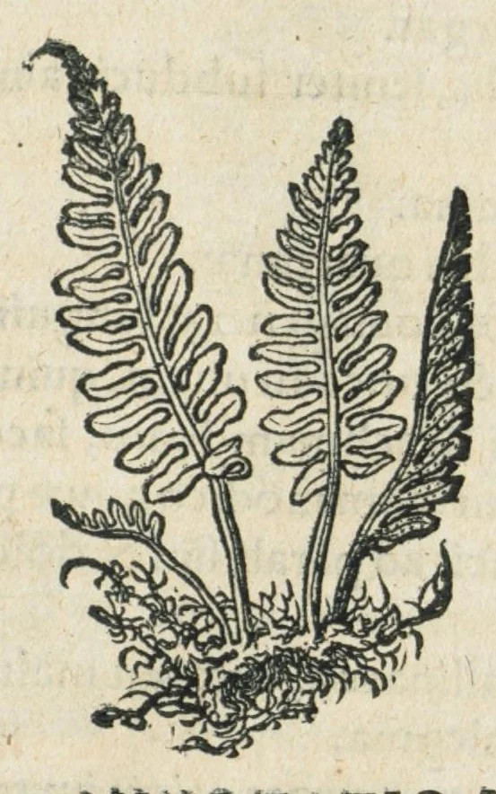 An illustration from Botanicon, continens herbarum, aliorumque simplicium, quorum usus in medicinis est, descriptiones et iconas ad vivum effigiatas : ex praecipuis tam Grecis quam Latinis Authoribus jam recens concinnatum ; Additis etiam, quae Neotericorum obseruationes & experientiae uel comprobarunt denuo, uel nuper inuenerunt/ Avt. Theodorico Dorstenio Medico., 1540, leaf 483