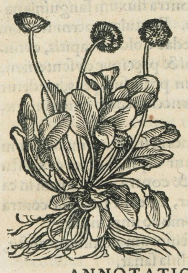 An illustration from Botanicon, continens herbarum, aliorumque simplicium, quorum usus in medicinis est, descriptiones et iconas ad vivum effigiatas : ex praecipuis tam Grecis quam Latinis Authoribus jam recens concinnatum ; Additis etiam, quae Neotericorum obseruationes & experientiae uel comprobarunt denuo, uel nuper inuenerunt/ Avt. Theodorico Dorstenio Medico., 1540, leaf 492