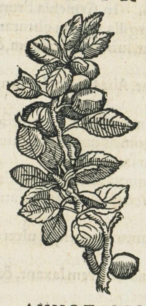 An illustration from Botanicon, continens herbarum, aliorumque simplicium, quorum usus in medicinis est, descriptiones et iconas ad vivum effigiatas : ex praecipuis tam Grecis quam Latinis Authoribus jam recens concinnatum ; Additis etiam, quae Neotericorum obseruationes & experientiae uel comprobarunt denuo, uel nuper inuenerunt/ Avt. Theodorico Dorstenio Medico., 1540, leaf 499