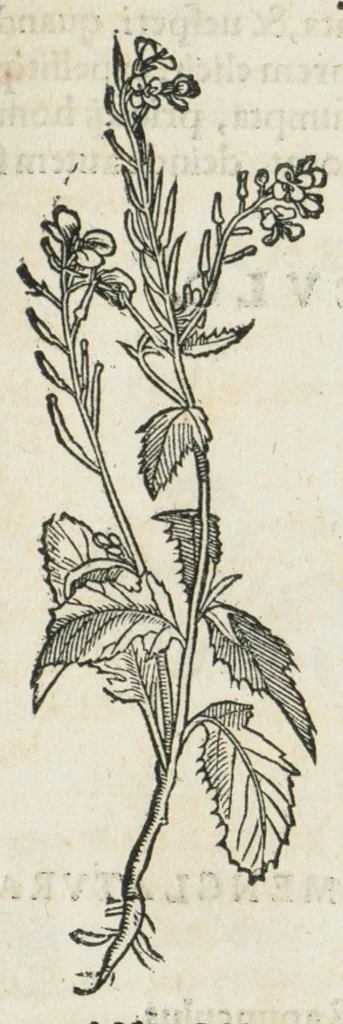 An illustration from Botanicon, continens herbarum, aliorumque simplicium, quorum usus in medicinis est, descriptiones et iconas ad vivum effigiatas : ex praecipuis tam Grecis quam Latinis Authoribus jam recens concinnatum ; Additis etiam, quae Neotericorum obseruationes & experientiae uel comprobarunt denuo, uel nuper inuenerunt/ Avt. Theodorico Dorstenio Medico., 1540, leaf 515