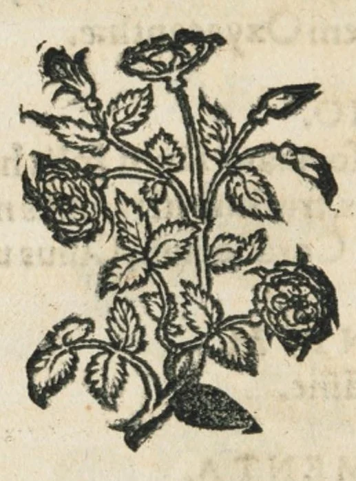 An illustration from Botanicon, continens herbarum, aliorumque simplicium, quorum usus in medicinis est, descriptiones et iconas ad vivum effigiatas : ex praecipuis tam Grecis quam Latinis Authoribus jam recens concinnatum ; Additis etiam, quae Neotericorum obseruationes & experientiae uel comprobarunt denuo, uel nuper inuenerunt/ Avt. Theodorico Dorstenio Medico., 1540, leaf 522