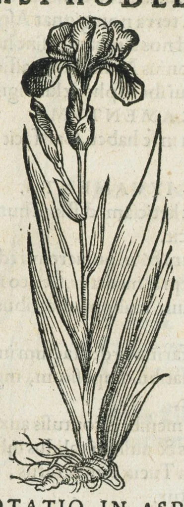 An illustration from Botanicon, continens herbarum, aliorumque simplicium, quorum usus in medicinis est, descriptiones et iconas ad vivum effigiatas : ex praecipuis tam Grecis quam Latinis Authoribus jam recens concinnatum ; Additis etiam, quae Neotericorum obseruationes & experientiae uel comprobarunt denuo, uel nuper inuenerunt/ Avt. Theodorico Dorstenio Medico., 1540, leaf 53