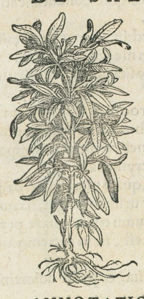 An illustration from Botanicon, continens herbarum, aliorumque simplicium, quorum usus in medicinis est, descriptiones et iconas ad vivum effigiatas : ex praecipuis tam Grecis quam Latinis Authoribus jam recens concinnatum ; Additis etiam, quae Neotericorum obseruationes & experientiae uel comprobarunt denuo, uel nuper inuenerunt/ Avt. Theodorico Dorstenio Medico., 1540, leaf 536
