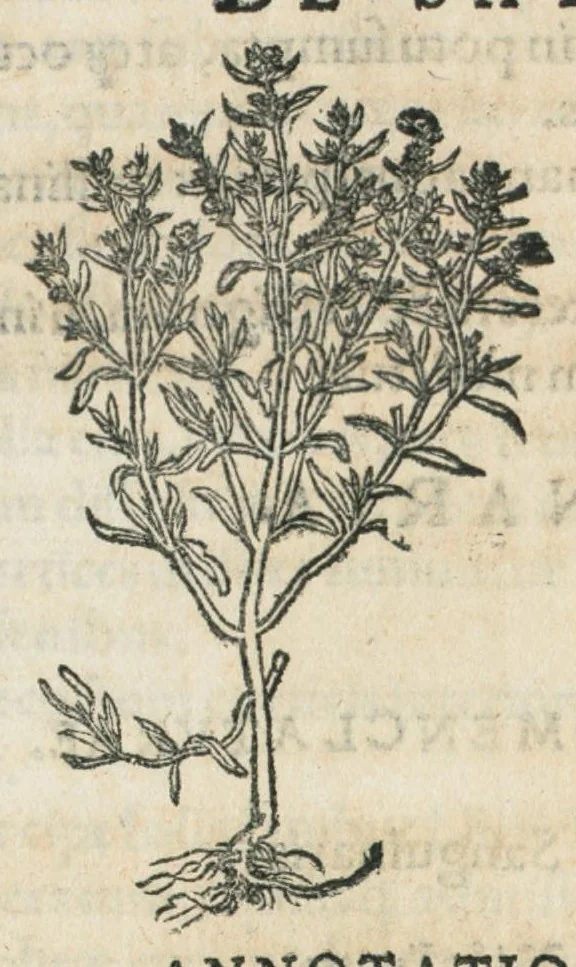 An illustration from Botanicon, continens herbarum, aliorumque simplicium, quorum usus in medicinis est, descriptiones et iconas ad vivum effigiatas : ex praecipuis tam Grecis quam Latinis Authoribus jam recens concinnatum ; Additis etiam, quae Neotericorum obseruationes & experientiae uel comprobarunt denuo, uel nuper inuenerunt/ Avt. Theodorico Dorstenio Medico., 1540, leaf 544