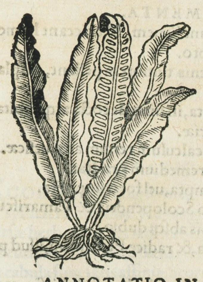 An illustration from Botanicon, continens herbarum, aliorumque simplicium, quorum usus in medicinis est, descriptiones et iconas ad vivum effigiatas : ex praecipuis tam Grecis quam Latinis Authoribus jam recens concinnatum ; Additis etiam, quae Neotericorum obseruationes & experientiae uel comprobarunt denuo, uel nuper inuenerunt/ Avt. Theodorico Dorstenio Medico., 1540, leaf 551