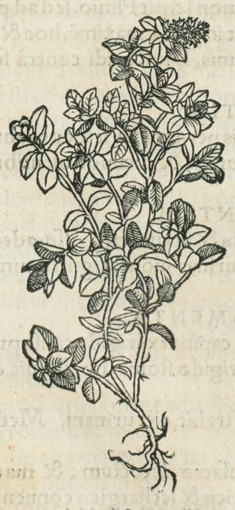 An illustration from Botanicon, continens herbarum, aliorumque simplicium, quorum usus in medicinis est, descriptiones et iconas ad vivum effigiatas : ex praecipuis tam Grecis quam Latinis Authoribus jam recens concinnatum ; Additis etiam, quae Neotericorum obseruationes & experientiae uel comprobarunt denuo, uel nuper inuenerunt/ Avt. Theodorico Dorstenio Medico., 1540, leaf 559
