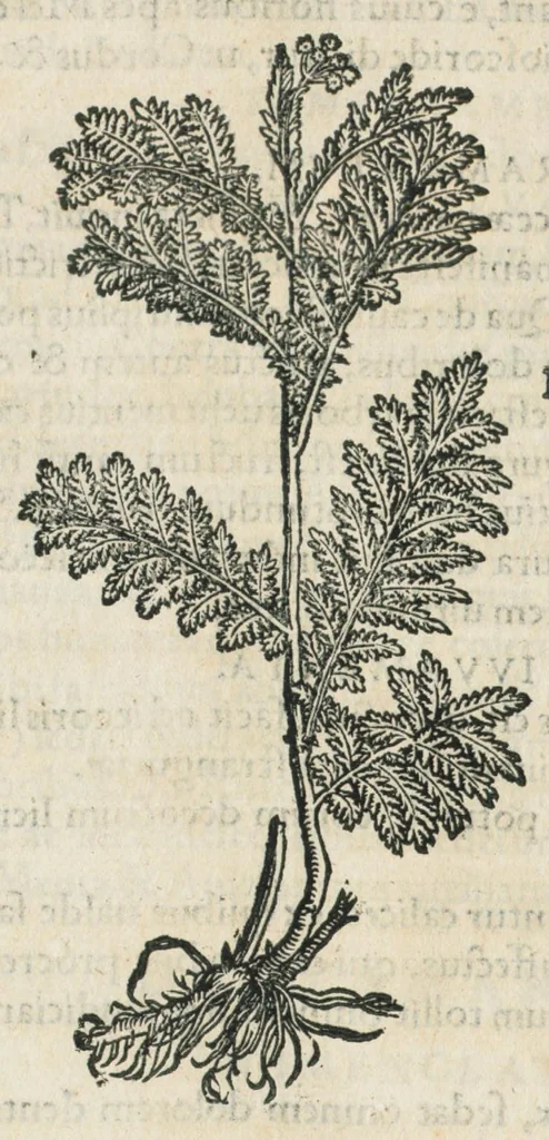 An illustration from Botanicon, continens herbarum, aliorumque simplicium, quorum usus in medicinis est, descriptiones et iconas ad vivum effigiatas : ex praecipuis tam Grecis quam Latinis Authoribus jam recens concinnatum ; Additis etiam, quae Neotericorum obseruationes & experientiae uel comprobarunt denuo, uel nuper inuenerunt/ Avt. Theodorico Dorstenio Medico., 1540, leaf 586