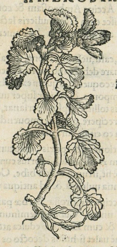 An illustration from Botanicon, continens herbarum, aliorumque simplicium, quorum usus in medicinis est, descriptiones et iconas ad vivum effigiatas : ex praecipuis tam Grecis quam Latinis Authoribus jam recens concinnatum ; Additis etiam, quae Neotericorum obseruationes & experientiae uel comprobarunt denuo, uel nuper inuenerunt/ Avt. Theodorico Dorstenio Medico., 1540, leaf 59