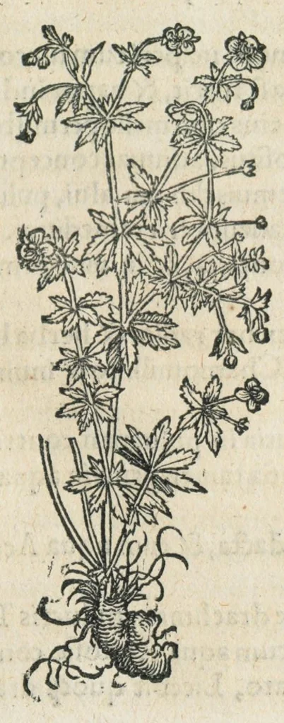An illustration from Botanicon, continens herbarum, aliorumque simplicium, quorum usus in medicinis est, descriptiones et iconas ad vivum effigiatas : ex praecipuis tam Grecis quam Latinis Authoribus jam recens concinnatum ; Additis etiam, quae Neotericorum obseruationes & experientiae uel comprobarunt denuo, uel nuper inuenerunt/ Avt. Theodorico Dorstenio Medico., 1540, leaf 597