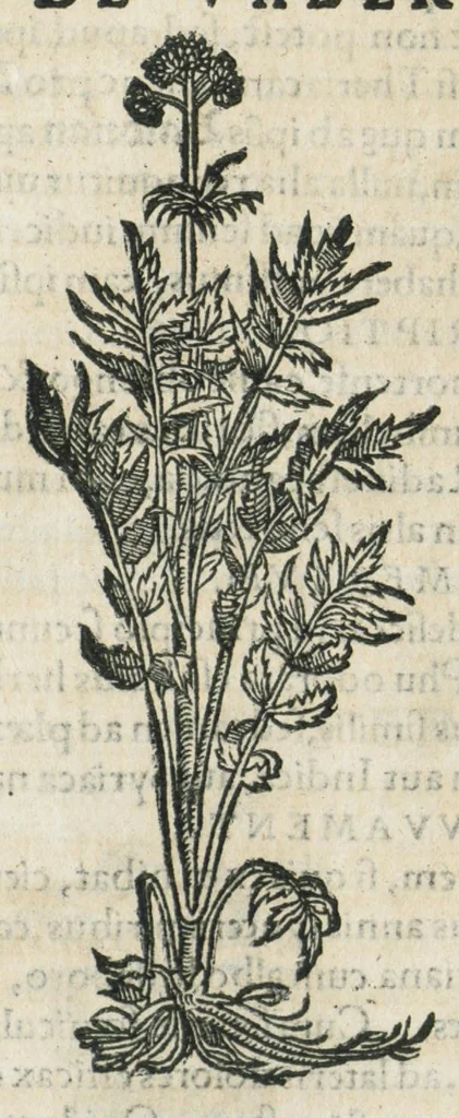 An illustration from Botanicon, continens herbarum, aliorumque simplicium, quorum usus in medicinis est, descriptiones et iconas ad vivum effigiatas : ex praecipuis tam Grecis quam Latinis Authoribus jam recens concinnatum ; Additis etiam, quae Neotericorum obseruationes & experientiae uel comprobarunt denuo, uel nuper inuenerunt/ Avt. Theodorico Dorstenio Medico., 1540, leaf 605