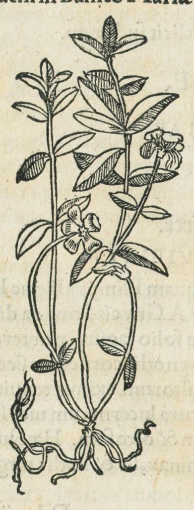 An illustration from Botanicon, continens herbarum, aliorumque simplicium, quorum usus in medicinis est, descriptiones et iconas ad vivum effigiatas : ex praecipuis tam Grecis quam Latinis Authoribus jam recens concinnatum ; Additis etiam, quae Neotericorum obseruationes & experientiae uel comprobarunt denuo, uel nuper inuenerunt/ Avt. Theodorico Dorstenio Medico., 1540, leaf 616