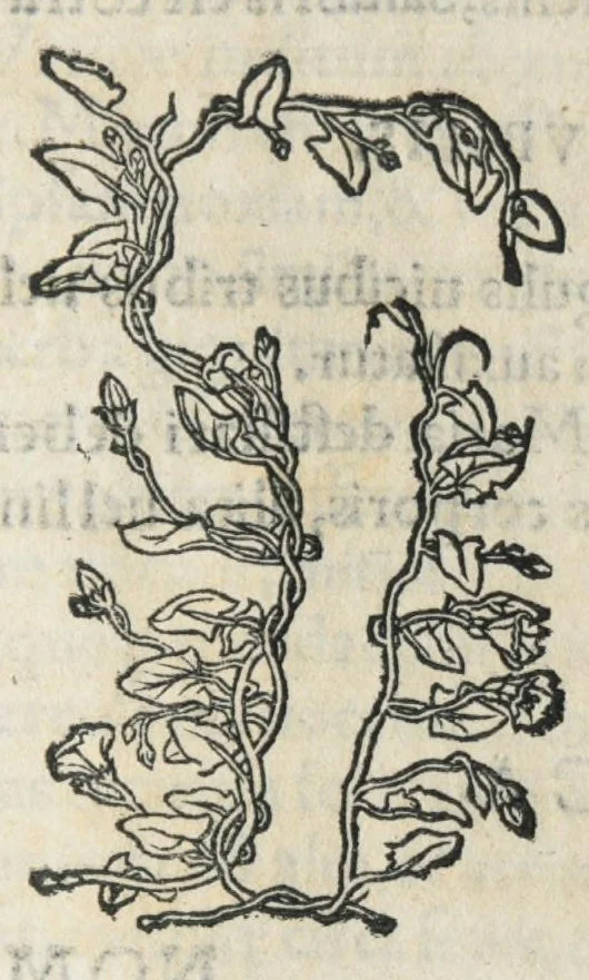 An illustration from Botanicon, continens herbarum, aliorumque simplicium, quorum usus in medicinis est, descriptiones et iconas ad vivum effigiatas : ex praecipuis tam Grecis quam Latinis Authoribus jam recens concinnatum ; Additis etiam, quae Neotericorum obseruationes & experientiae uel comprobarunt denuo, uel nuper inuenerunt/ Avt. Theodorico Dorstenio Medico., 1540, leaf 623