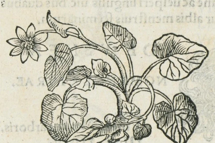 An illustration from Botanicon, continens herbarum, aliorumque simplicium, quorum usus in medicinis est, descriptiones et iconas ad vivum effigiatas : ex praecipuis tam Grecis quam Latinis Authoribus jam recens concinnatum ; Additis etiam, quae Neotericorum obseruationes & experientiae uel comprobarunt denuo, uel nuper inuenerunt/ Avt. Theodorico Dorstenio Medico., 1540, leaf 630