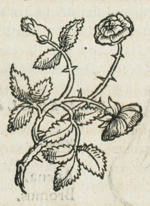 An illustration from Botanicon, continens herbarum, aliorumque simplicium, quorum usus in medicinis est, descriptiones et iconas ad vivum effigiatas : ex praecipuis tam Grecis quam Latinis Authoribus jam recens concinnatum ; Additis etiam, quae Neotericorum obseruationes & experientiae uel comprobarunt denuo, uel nuper inuenerunt/ Avt. Theodorico Dorstenio Medico., 1540, leaf 65