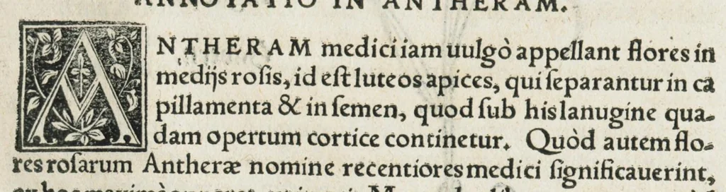An illustration from Botanicon, continens herbarum, aliorumque simplicium, quorum usus in medicinis est, descriptiones et iconas ad vivum effigiatas : ex praecipuis tam Grecis quam Latinis Authoribus jam recens concinnatum ; Additis etiam, quae Neotericorum obseruationes & experientiae uel comprobarunt denuo, uel nuper inuenerunt/ Avt. Theodorico Dorstenio Medico., 1540, leaf 65