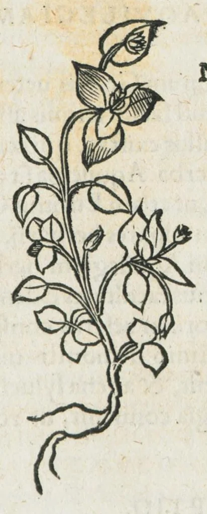 An illustration from Botanicon, continens herbarum, aliorumque simplicium, quorum usus in medicinis est, descriptiones et iconas ad vivum effigiatas : ex praecipuis tam Grecis quam Latinis Authoribus jam recens concinnatum ; Additis etiam, quae Neotericorum obseruationes & experientiae uel comprobarunt denuo, uel nuper inuenerunt/ Avt. Theodorico Dorstenio Medico., 1540, leaf 86