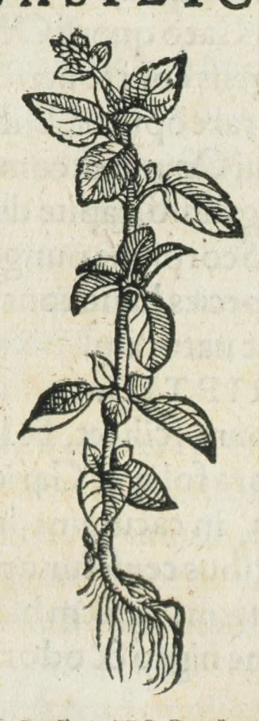 An illustration from Botanicon, continens herbarum, aliorumque simplicium, quorum usus in medicinis est, descriptiones et iconas ad vivum effigiatas : ex praecipuis tam Grecis quam Latinis Authoribus jam recens concinnatum ; Additis etiam, quae Neotericorum obseruationes & experientiae uel comprobarunt denuo, uel nuper inuenerunt/ Avt. Theodorico Dorstenio Medico., 1540, leaf 97
