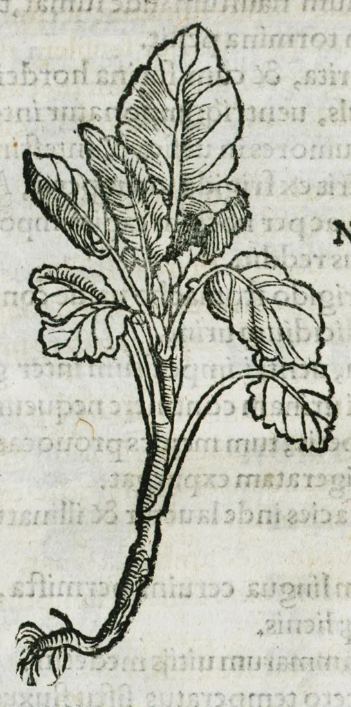An illustration from Botanicon, continens herbarum, aliorumque simplicium, quorum usus in medicinis est, descriptiones et iconas ad vivum effigiatas : ex praecipuis tam Grecis quam Latinis Authoribus jam recens concinnatum ; Additis etiam, quae Neotericorum obseruationes & experientiae uel comprobarunt denuo, uel nuper inuenerunt/ Avt. Theodorico Dorstenio Medico, 1540, leaf 102