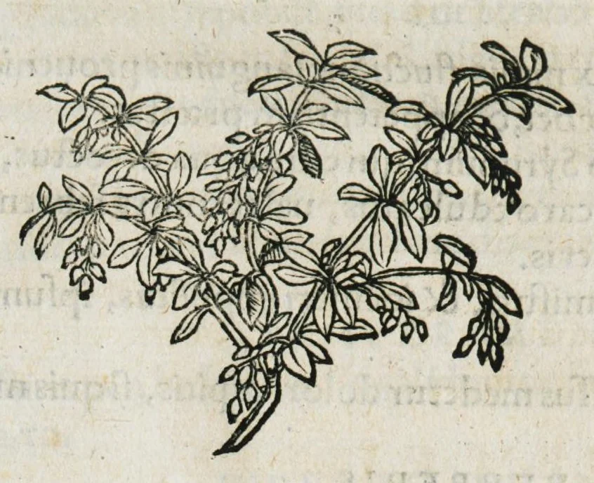 An illustration from Botanicon, continens herbarum, aliorumque simplicium, quorum usus in medicinis est, descriptiones et iconas ad vivum effigiatas : ex praecipuis tam Grecis quam Latinis Authoribus jam recens concinnatum ; Additis etiam, quae Neotericorum obseruationes & experientiae uel comprobarunt denuo, uel nuper inuenerunt/ Avt. Theodorico Dorstenio Medico, 1540, leaf 107