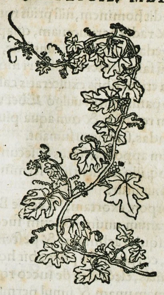 An illustration from Botanicon, continens herbarum, aliorumque simplicium, quorum usus in medicinis est, descriptiones et iconas ad vivum effigiatas : ex praecipuis tam Grecis quam Latinis Authoribus jam recens concinnatum ; Additis etiam, quae Neotericorum obseruationes & experientiae uel comprobarunt denuo, uel nuper inuenerunt/ Avt. Theodorico Dorstenio Medico, 1540, leaf 115