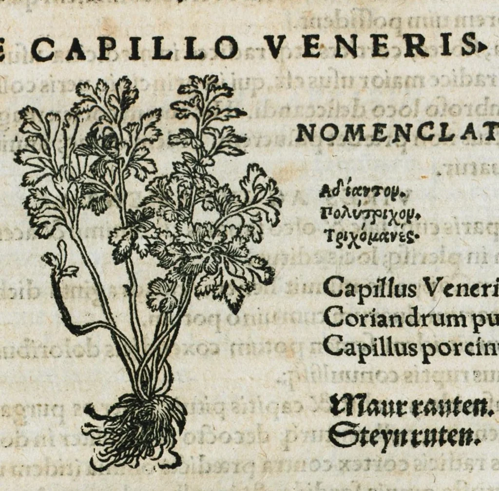 An illustration from Botanicon, continens herbarum, aliorumque simplicium, quorum usus in medicinis est, descriptiones et iconas ad vivum effigiatas : ex praecipuis tam Grecis quam Latinis Authoribus jam recens concinnatum ; Additis etiam, quae Neotericorum obseruationes & experientiae uel comprobarunt denuo, uel nuper inuenerunt/ Avt. Theodorico Dorstenio Medico, 1540, leaf 134