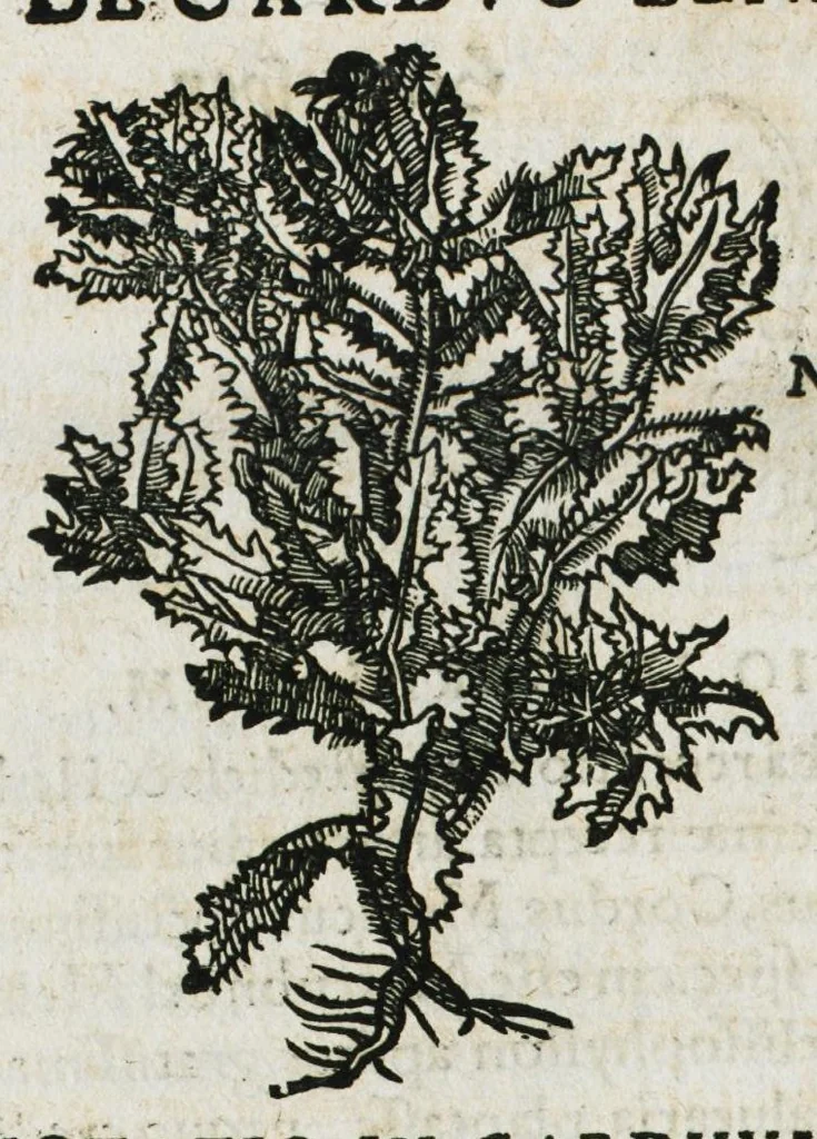 An illustration from Botanicon, continens herbarum, aliorumque simplicium, quorum usus in medicinis est, descriptiones et iconas ad vivum effigiatas : ex praecipuis tam Grecis quam Latinis Authoribus jam recens concinnatum ; Additis etiam, quae Neotericorum obseruationes & experientiae uel comprobarunt denuo, uel nuper inuenerunt/ Avt. Theodorico Dorstenio Medico, 1540, leaf 142